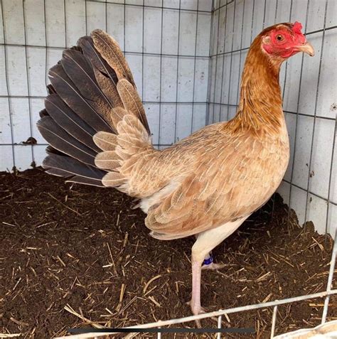 Gallina De Pelea Chicken Breeds Game Fowl Beautiful Chickens