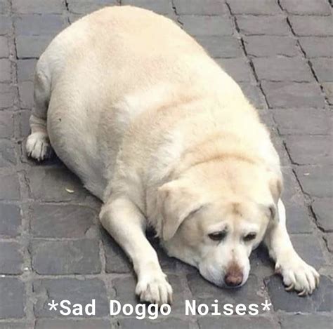 45 Sad Meme Doggo