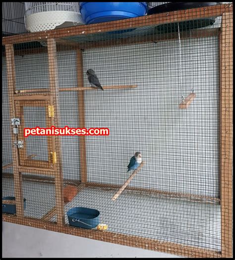 Glodok dapat kamu buat dengan cara manual dengan bahan kayu yang keras, lalu membuatnya menjadi sebuah tempat berbentuk kotak persegi berukuran 20 x 20 x 25 cm. Cara ternak lovebird koloni agar cepat bertelur