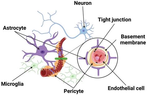 Cells Free Full Text Remodeling Of The Neurovascular Unit Following