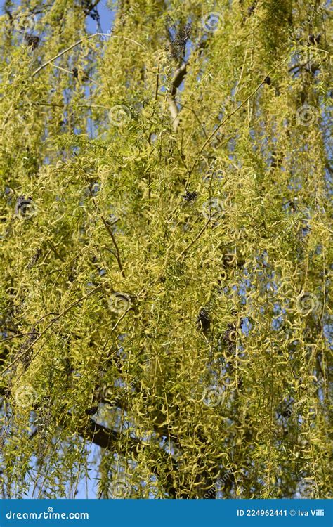 Golden Weeping Willow Stock Image Image Of Botany Leaf 224962441