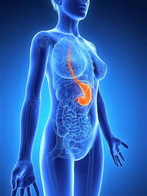Female abdomen anatomy stomach, largeother times, there. Anatomy Of Female Stomach Photograph by Sebastian Kaulitzki