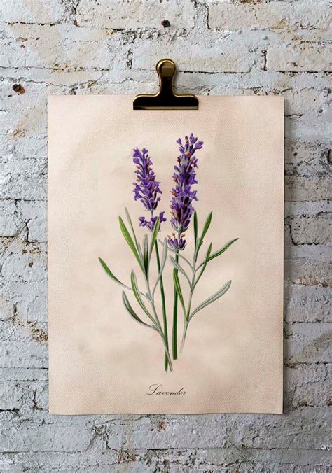 Lavender Botanical Print Lavender Printable Wildflowers Etsy