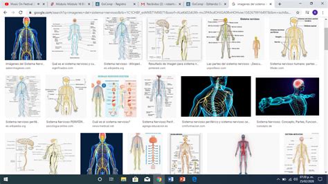 Conociendo El Cuerpo Humano Mind Map