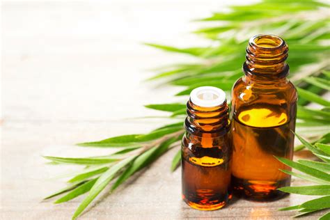 Top 29 Amazing Tea Tree Oil Uses And Benefits Uncovered Upnature