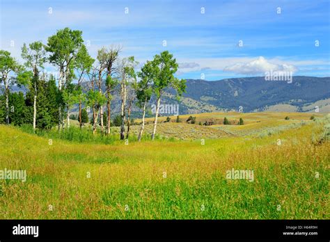 Blacktail Plateau In Yellowstone National Park Wyoming In Summer Stock