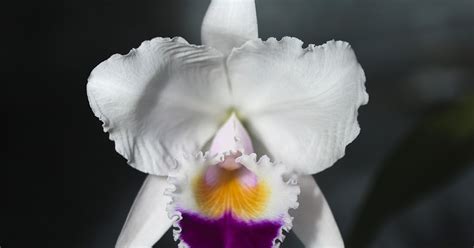 Cattleya Quadricolor Beautiful Cattleya Care Travaldo S Blog