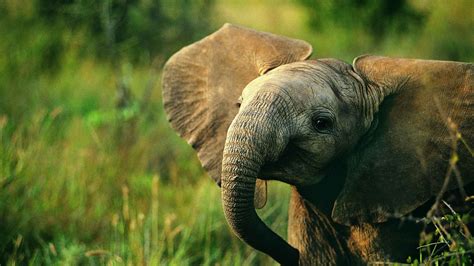 60 Beautiful And Cute Animal Wallpapers