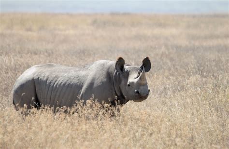 Fileblack Rhino Diceros Bicornis Wikipedia