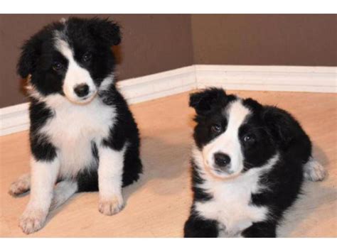 77 Border Collie Australian Shepherd Mix Puppies For Sale In California Photo Bleumoonproductions