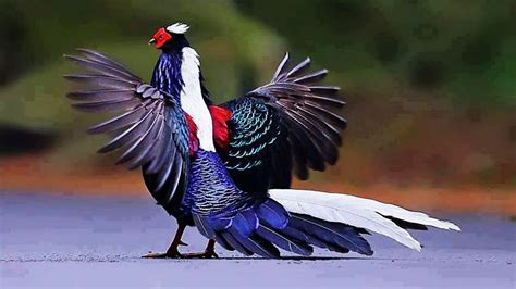 10 Most Beautiful Pheasants In The World Youtube