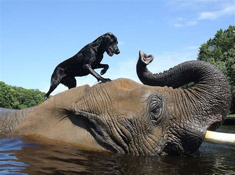 Adorable Friendship Between Elephant And Dog Who Love Playing In The