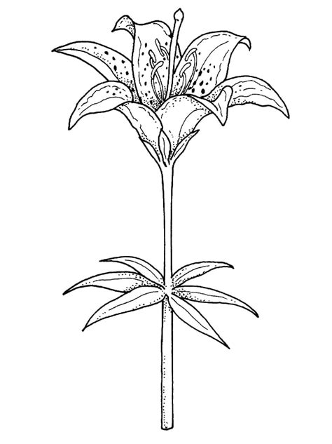 lily flower coloring page download print or color online for free
