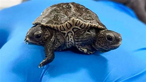 Rare Two Headed Turtle Hatches At Massachusetts Nesting Site