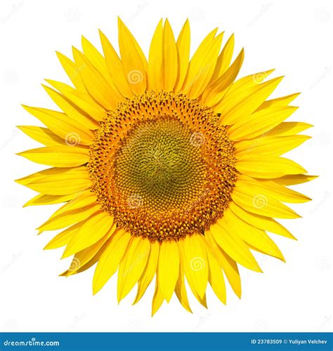 Sunflower Isolated Stock Image Image Of Agriculture 23783509