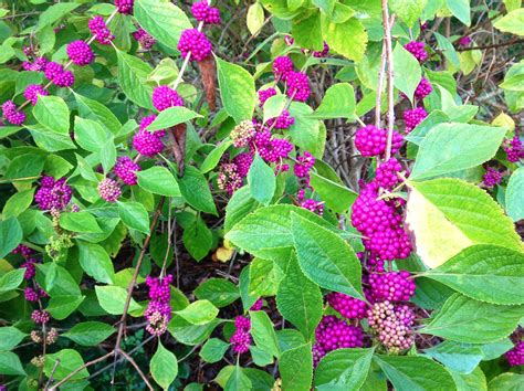 Beautyberry Provides Eye Appeal In Fall Landscapes Lsu Agcenter