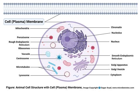 Cell To Plasma Membrane Labeled Functions And Diagram