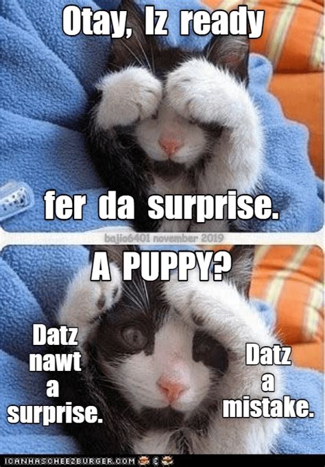 Surprised You Did That Lolcats Lol Cat Memes Funny Cats Funny