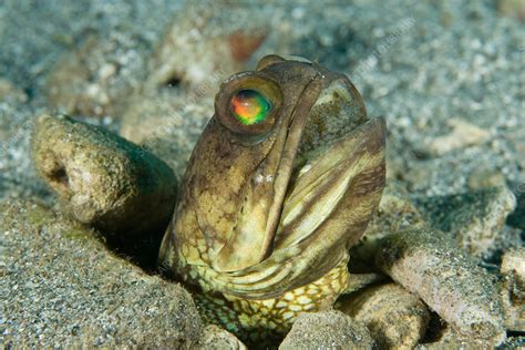 Banded Jawfish Incubating Eggs In Mouth Stock Image C0065729