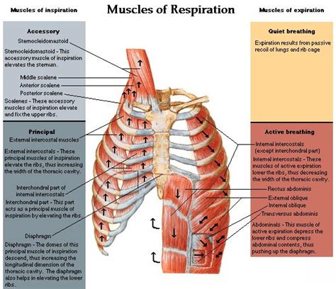 The chest anatomy includes the pectoralis major, pectoralis minor & serratus anterior. Muscles of Respiration | Anatomy and physiology ...