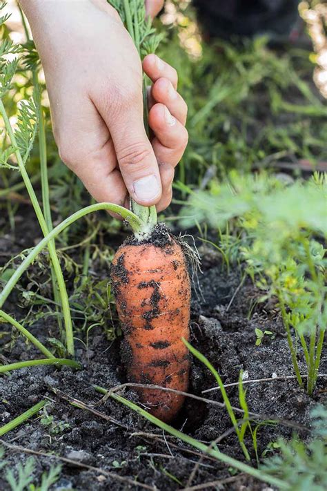 How To Grow Carrots In Containers Gardeners Path