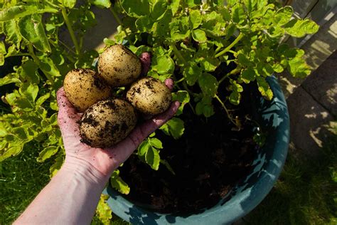 Our planting tool is personalized down to your zip code, pulling from a database of thousands of weather station reports, and using the days until. Why you should start thinking about planting potatoes now ...