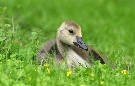 Spring Baby Chicks Wallpapers Wallpaper Cave