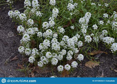 Carpet Of Small White Fragrant Flowers Alyssum Stock Photo Image Of