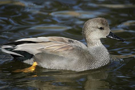 Beautiful Gadwall Drake Photograph By Michael Peak Fine Art America