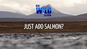 Hatcheries: Just add salmon? - Our Wild Salmon Series | Fisheries ...