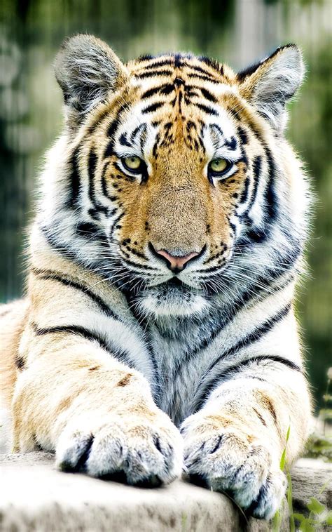 Gambar tato elang vs ular. Wallpaper Harimau Putih Mengaum 3d - Silvy Gambar