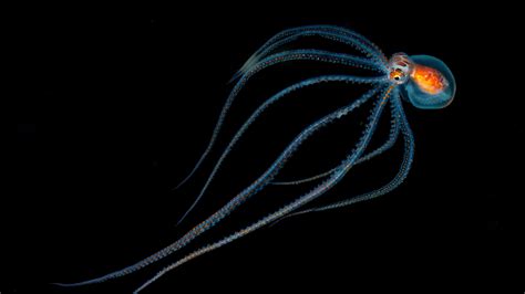 Octopus Spotted During A Night Dive Near Kona Hawaii Bing Wallpaper