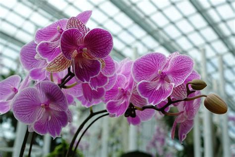 Growing Indoor Orchids Quiet Corner