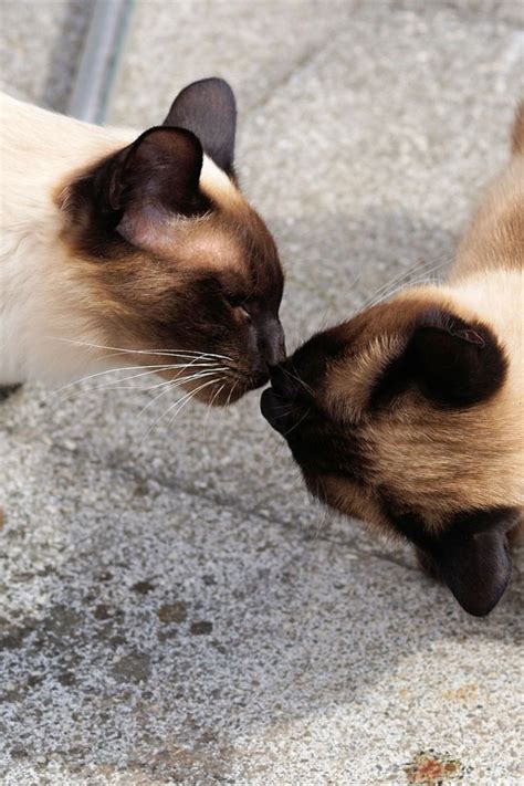 6 Easy Steps For Introducing Cats To Each Other Home And Roost Cats
