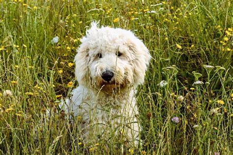 3 Goldendoodle Fonds Décran Hd Arrière Plans Wallpaper Abyss