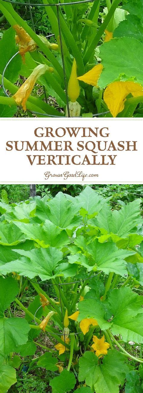 Growing Summer Squash Vertically Vertical Vegetable Gardens Tomato
