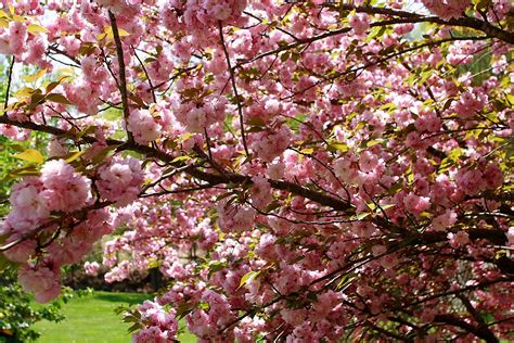Flowering evergreen shrubs blossom seasonally and then stay green all year long. File:Flowering-pink-tree-grass - West Virginia ...
