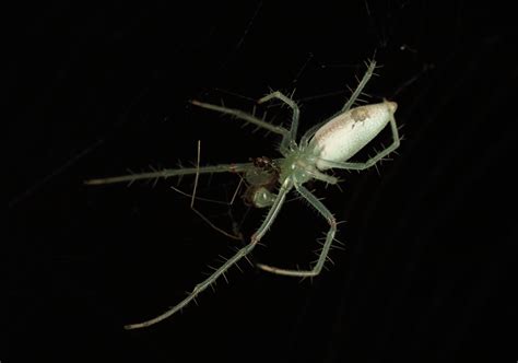 Crab Spider Perhaps Strangways Vic Patrickkavanagh Flickr