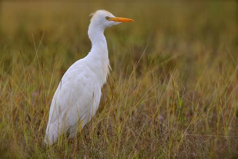 Somewhere In Nj Big White Birds