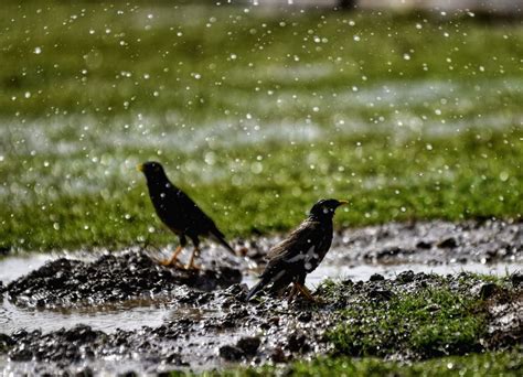 Common Myna Birds Play In Water During The Hot Summer Day