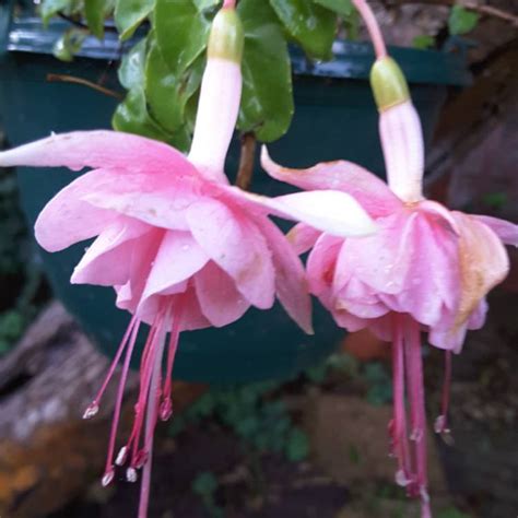 Fuchsia Pink Marshmallow Fuchsia Pink Marshmallow Uploaded By