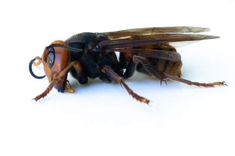 Scientists Will Destroy First Murder Hornet Nest Found In Washington State Science