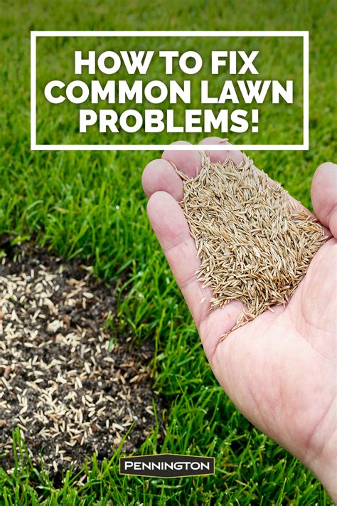 How To Fix The Most Common Lawn Problems Lawn Problems Lawn Care Lawn Care Tips