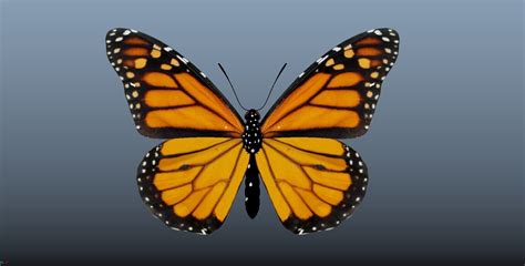 Butterfly With Texture 3d Model Cgtrader