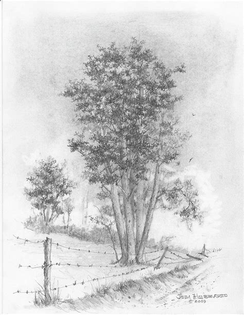 Nebraska Cottonwood Drawing By Jim Hubbard