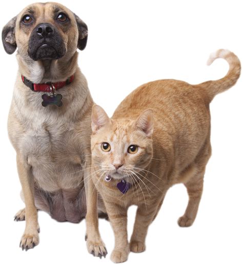 Cat And Dog Png No Background Transparent Cat And Dog No Backgroundpng