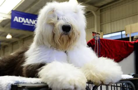 What Are The Health Issues With Old English Sheepdogs