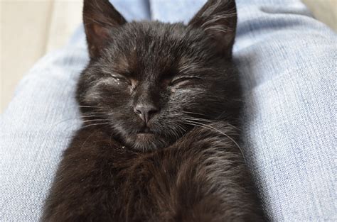 Download Free Photo Of Sleephugoblack Catfacecat From