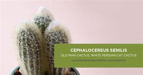 These plants can grow up to three feet tall, but some varieties stay smaller than that. This cactus can live up to 200 years! | Types of ...