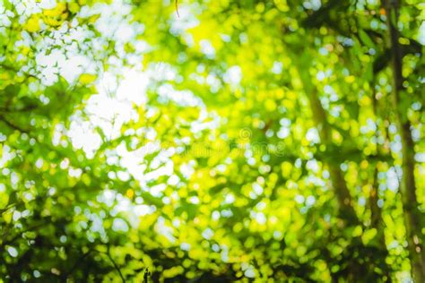 Beautiful Natural Green Leaf And Abstract Blur Bokeh Light Background